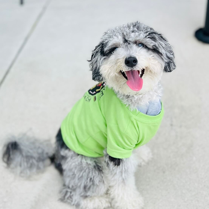 Bonita Springs - Doggie in T-shirt